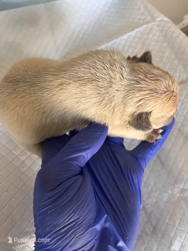 Puppies  – French Bulldog puppy for sale in Vero Beach, FL