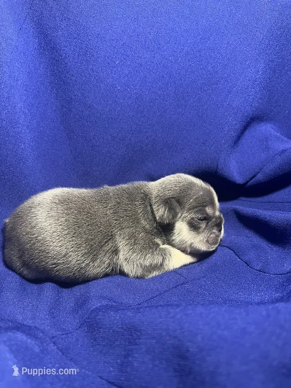 Nova  – French Bulldog puppy for sale in Vero Beach, FL