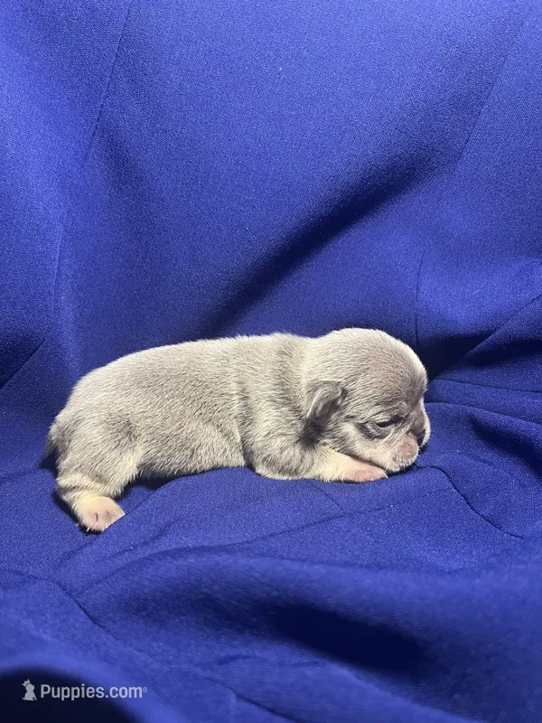 Milo  – French Bulldog puppy for sale in Vero Beach, FL