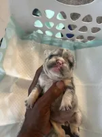 Princess , a female French Bulldog for sale in Vero Beach, FL – 7 of 7