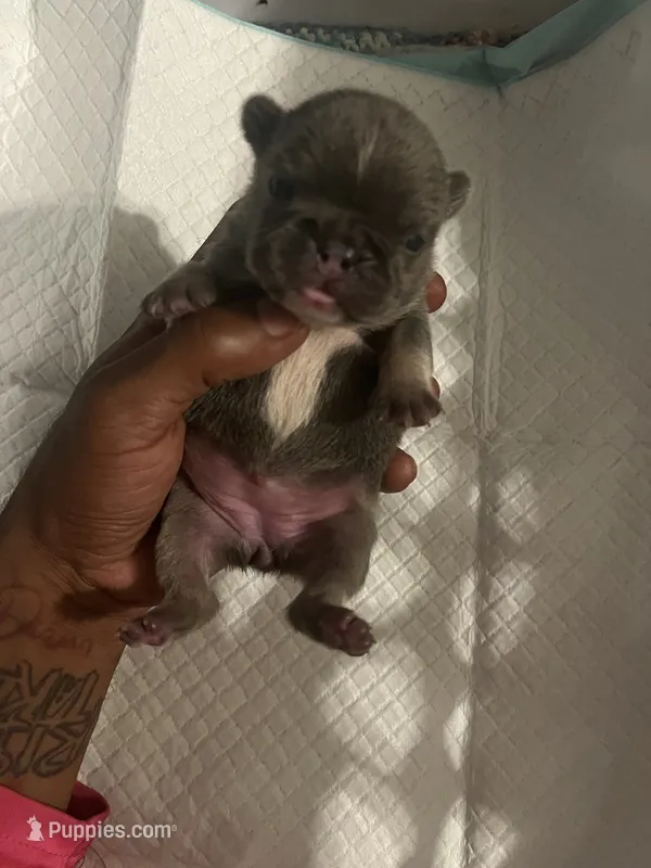 Luna  – French Bulldog puppy for sale in Vero Beach, FL