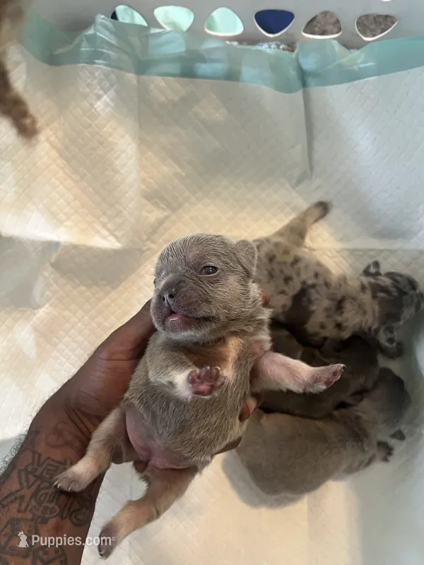 Kash – French Bulldog puppy for sale in Vero Beach, FL