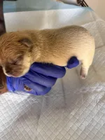 Pretty girl , a female French Bulldog for sale in Vero Beach, FL – Photo 4 of 5