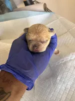 Pretty girl , a female French Bulldog for sale in Vero Beach, FL – Photo 3 of 5