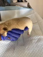 Pretty girl , a female French Bulldog for sale in Vero Beach, FL – Photo 2 of 5