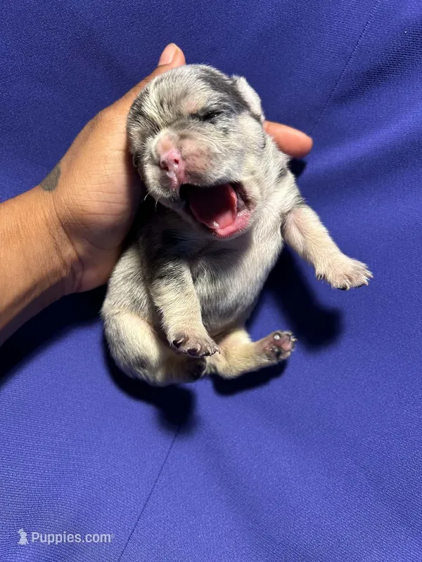 Princess  – French Bulldog puppy for sale in Vero Beach, FL