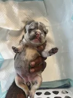 Princess , a female French Bulldog for sale in Vero Beach, FL – 6 of 7