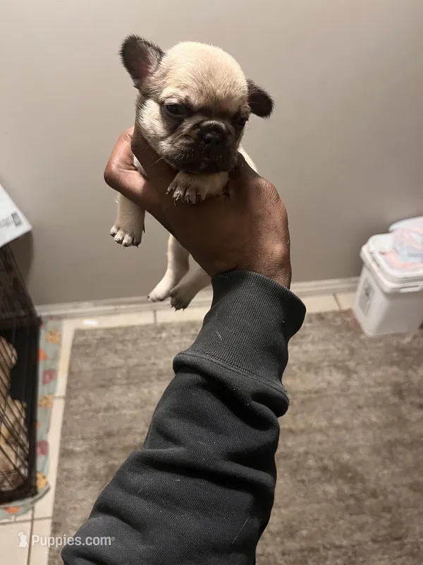 Lea  – French Bulldog puppy for sale in Vero Beach, FL