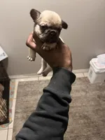 Lea , a female French Bulldog for sale in Vero Beach, FL – Photo 1 of 4