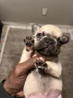 Lea , a female French Bulldog for sale in Vero Beach, FL – Photo 2 of 4