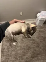 Lea , a female French Bulldog for sale in Vero Beach, FL – Photo 3 of 4