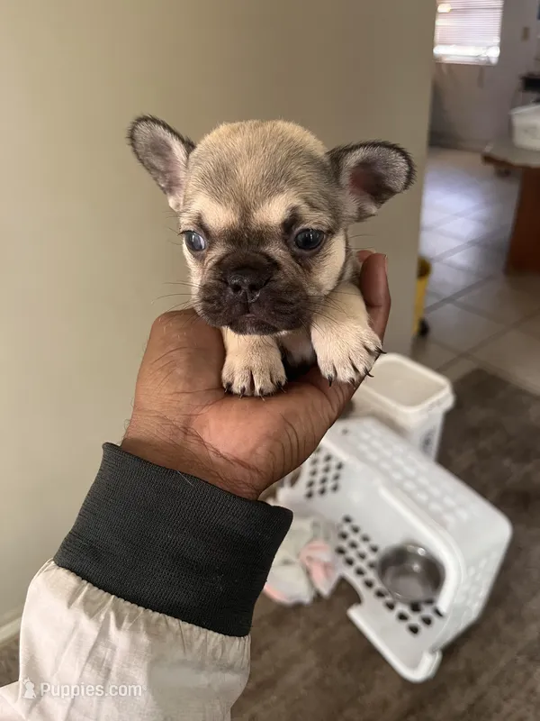 Lea  – French Bulldog puppy for sale in Vero Beach, FL