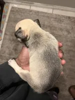 Lea , a female French Bulldog for sale in Vero Beach, FL – Photo 4 of 4