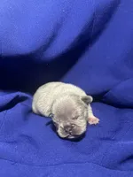 Kash, a female French Bulldog for sale in Vero Beach, FL – 4 of 6
