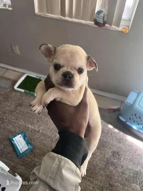 Maya  – French Bulldog puppy for sale in Vero Beach, FL