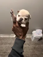 Maya , a female French Bulldog for sale in Vero Beach, FL – Photo 1 of 4