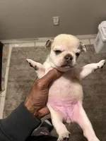 Maya , a female French Bulldog for sale in Vero Beach, FL – Photo 3 of 4