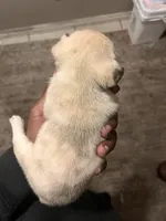 Maya , a female French Bulldog for sale in Vero Beach, FL – Photo 4 of 4