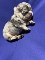Princess , a female French Bulldog for sale in Vero Beach, FL – 2 of 7