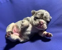 Princess , a female French Bulldog for sale in Vero Beach, FL – 3 of 7