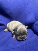 Luna , a female French Bulldog for sale in Vero Beach, FL – 3 of 5