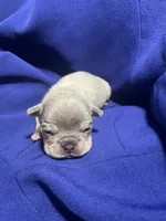 Milo , a male French Bulldog for sale in Vero Beach, FL – 4 of 5