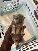 Milo , a male French Bulldog for sale in Vero Beach, FL – 3 of 5