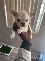 Tisa , a female French Bulldog for sale in Vero Beach, FL – Photo 2 of 5