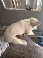 Tisa , a female French Bulldog for sale in Vero Beach, FL – Photo 4 of 5