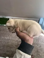 Tisa , a female French Bulldog for sale in Vero Beach, FL – Photo 5 of 5