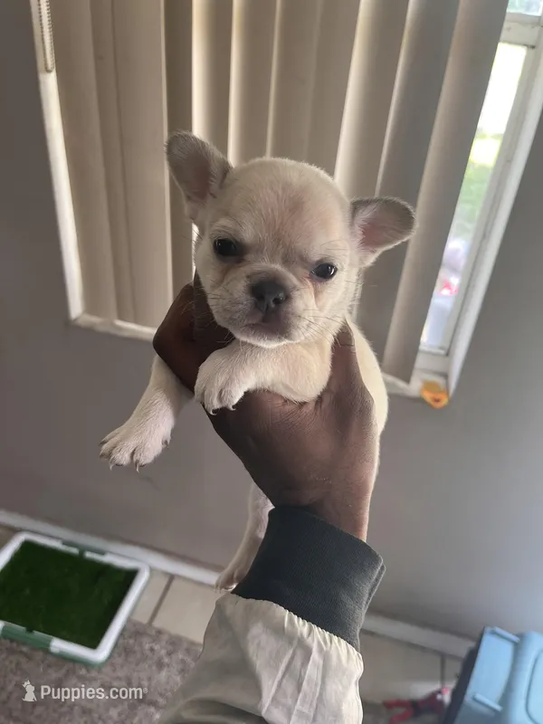 Tisa  – French Bulldog puppy for sale in Vero Beach, FL