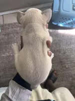 Tisa , a female French Bulldog for sale in Vero Beach, FL – Photo 3 of 5