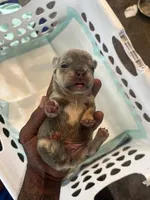 Milo , a male French Bulldog for sale in Vero Beach, FL – 5 of 5