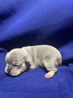 Milo , a male French Bulldog for sale in Vero Beach, FL – 2 of 5