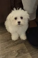 Willie Nelson, a male Maltese for sale in Chattanooga, TN – 4 of 7