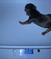 💙Juliet’s litter/BORN TODAY 7/22💙, a  Yorkshire Terrier for sale in Chattanooga, TN – 4 of 8