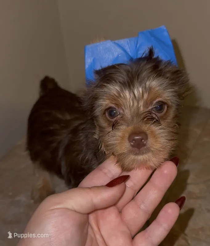 Cash READY TO GO – Yorkshire Terrier puppy for sale in Chattanooga, TN