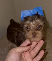 Cash READY TO GO, a male Yorkshire Terrier for sale in Chattanooga, TN – 1 of 10