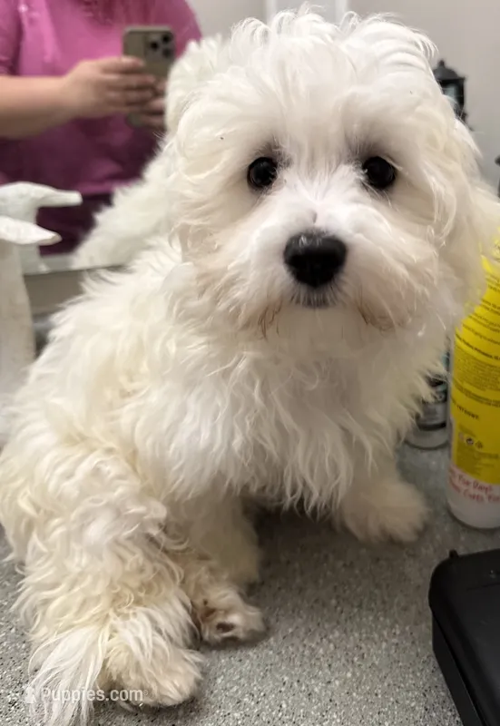 Toby Keith – Maltese puppy for sale in Chattanooga, TN
