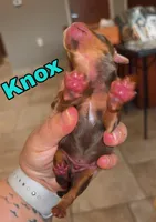 Knox BORN 7/22, a male Yorkshire Terrier for sale in Chattanooga, TN – 4 of 4