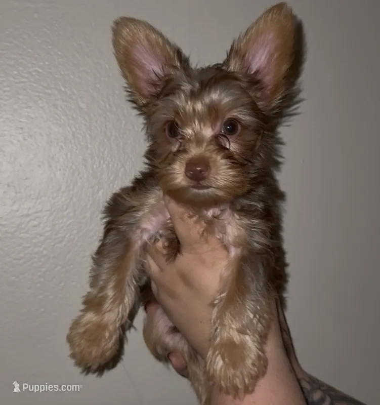 Knox READY TO GO – Yorkshire Terrier puppy for sale in Chattanooga, TN