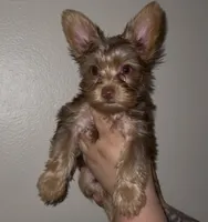 Knox READY TO GO, a male Yorkshire Terrier for sale in Chattanooga, TN – 1 of 10