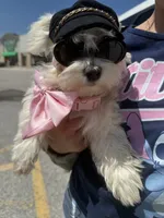 Reva , a female Maltese for sale in Chattanooga, TN – 2 of 4