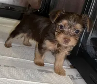 Cash READY TO GO, a male Yorkshire Terrier for sale in Chattanooga, TN – 9 of 10