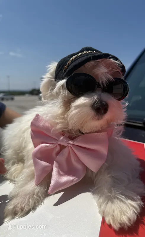 Polly  – Maltese puppy on hold in Chattanooga, TN