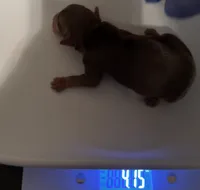 💙Juliet’s litter/BORN TODAY 7/22💙, a  Yorkshire Terrier for sale in Chattanooga, TN – 3 of 8