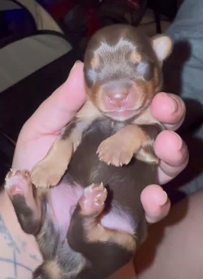 Cash BORN 7/22 REDUCED FROM $2500, a male Yorkshire Terrier for sale in Chattanooga, TN – 5 of 6