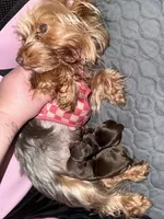💙Juliet’s litter/BORN TODAY 7/22💙, a  Yorkshire Terrier for sale in Chattanooga, TN – 1 of 8