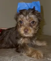 Cash READY TO GO, a male Yorkshire Terrier for sale in Chattanooga, TN – 2 of 10