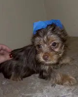 Cash READY TO GO, a male Yorkshire Terrier for sale in Chattanooga, TN – 5 of 10